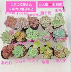 ㊹全15苗 つぶつぶ屋さん 茜❣️ラムネ❣️ベティ❣️あんず❣️発根済ネコポス込