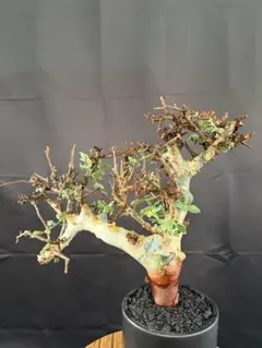 コミフォラ アフリカーナ 現地株 発根済み 塊根植物 コミフォラ アフリカーナ 現地株 発根済み 塊根植物 - メルカリ