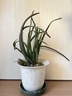 アロエベラ抜き苗 5株セット ② - メルカリ