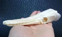 パームシベット（Asian palm civet）頭骨♂ ♀セット - メルカリ