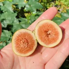 Emerald Strawberry エメラルドストロベリー 穂木 イチジク - メルカリ