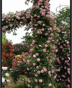 ポールノエル 苗 オールドローズ 薔薇 バラ つるバラのサムネイル