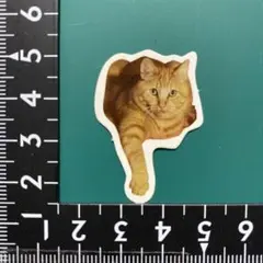 ステッカーシール1614   猫　写真　スマホに挟む