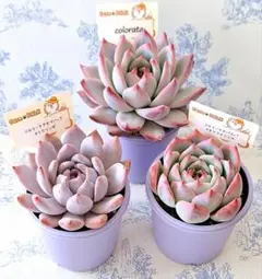 2025年最新】ファームパルクさん苗の人気アイテム - メルカリ