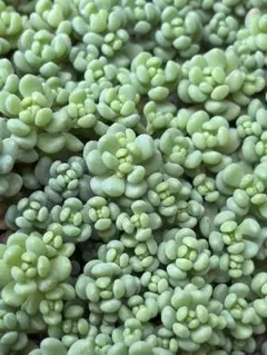 多肉植物 セダム ブレビフォリウム ダシフィルム 70カット - メルカリ