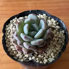 2026年最新】はじまりの花 多肉の人気アイテム - メルカリ