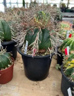 特大　オベサ × バリダ 交配種　陶器鉢のまま発送　ユーフォルビア　コーデックス 特大 オベサ × バリダ 交配種 陶器鉢のまま発送 ユーフォルビア