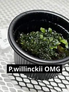 P.willinckii OMG 前葉体 胞子体 ビカクシダ 60 - メルカリ
