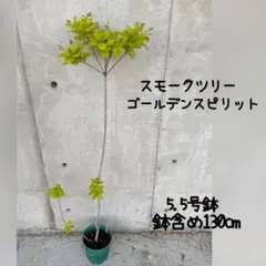 スモークツリー　ゴールデンレディ♥️ 希少品種　輸入苗木　H110 スモークツリー ゴールデンレディ♥️ 希少品種 輸入苗木 H110 - メルカリ