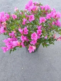 専用の銅葉紅花ウツギ 庭木 花終わり 大きい株 - メルカリ