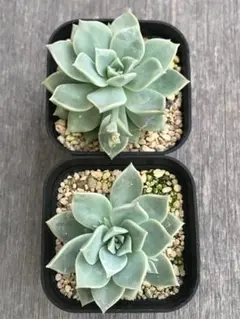 エケベリア 多肉植物 朧月 抜き苗 ２苗セット
