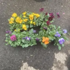 tks様専用ビオラ7ポットチョコナチューリップ2ポットチューリップ桃、白4ポット