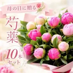 【ラッピング付き】母の日プレゼント 芍薬　シャクヤク　しゃくやく　農家直送