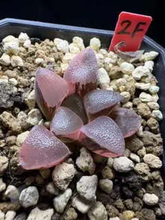 64a 多肉植物 ハオルチア スーパーコレクタ錦糊斑 自家繁殖 鉢植え発送