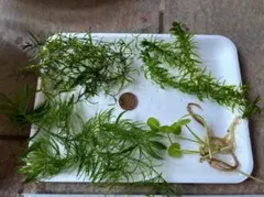 mamba様 リクエスト 3点 まとめ商品