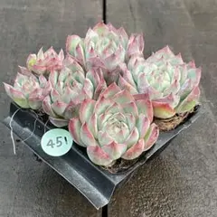 フクとサチ様 リクエスト 2点 まとめ商品