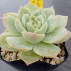 マツリカ様 リクエスト 3点 まとめ商品