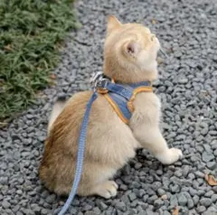 Item thumbnail for item 7c964bfc-099a-43ce-8464-5738dd076106