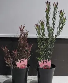 2025年最新】リューカデンドロン レッドデビルの人気アイテム - メルカリ