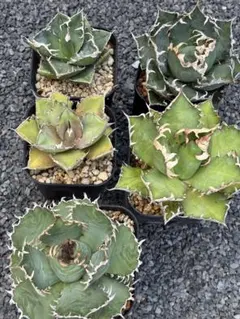 【鉢ごと発送】人気のチタノタ12種セット【ネームタグ付】 鉢ごと発送】人気のチタノタ12種セット【ネームタグ付】 - メルカリ