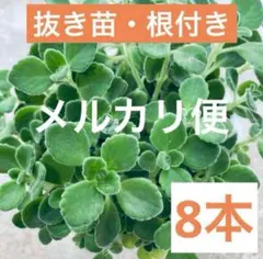 アロマティカス　多肉植物　ハーブ　観葉植物　8本　多肉植物　抜き苗　根付き 寄植