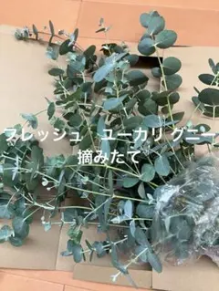 갓 딴 신선한 유칼립투스