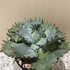 シャウィー × イシスメンシス　ハイブリッド　シャウイシ　ジェレミー シャウィー × イシスメンシス ハイブリッド シャウイシ ジェレミー