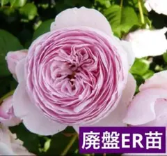 2026年最新】ジェフハミルトン バラの人気アイテム - メルカリ