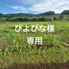 ぴよぴな様専用ページ