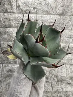 【No.19】アガベ パリートランカータ　紅黒棘 アガベ パリー トランカータ < a > | mana's farm:塊根植物