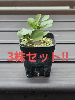 チタノプシス　種子４０種類　２０粒ずつセット チタノプシス 種子40種類 20粒ずつセット