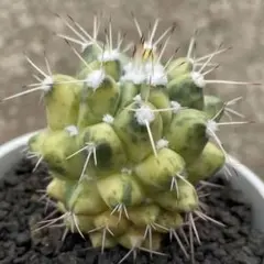 黒王丸 自根 自家繁殖苗 サボテン 多肉植物 - メルカリ