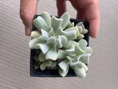 るるれれろ様 リクエスト 4点 まとめ商品