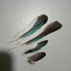 鳥の羽根 ⭐️アオムネショウビン 羽根