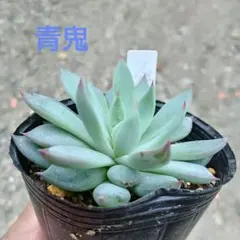 ❤️確認用❤️ミックスベリア❤️青鬼❤️抜き苗♪          ✨メルカリ便✨札なし メルカリ便］ミックスベリア『青鬼』①札なし ミックスベリアお