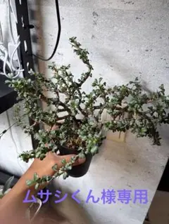 サルコカウロン バンテリエティアエ 安心鉢付き発送 サルコカウロン バンテリエティアエ 安心鉢付き発送 - メルカリ