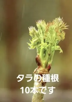 2026年最新】タラの木の人気アイテム - メルカリ