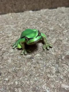 シュライヒ　アマガエル　フィギュア　約5cm