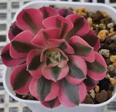 ピンクウィッチ　アエオニウム　多肉植物のサムネイル