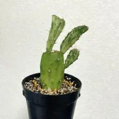 2025年最新】オプンチア錦の人気アイテム - メルカリ