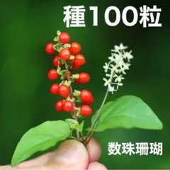 種　ジュズサンゴ　数珠珊瑚　じゅずさんご　観葉植物　赤い実　花の種　ガーデニング