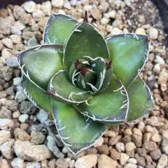 2026年最新】ピンキー アガベの人気アイテム - メルカリ