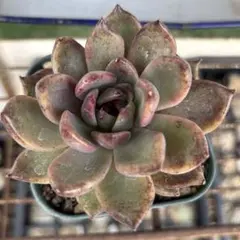 韓国苗 ブルーメタル錦 多肉植物 エケベリア 極美株 抜き苗 - メルカリ