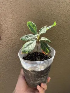 びわの苗木⭐️クイーン長崎⭐️ポット植え❣️③