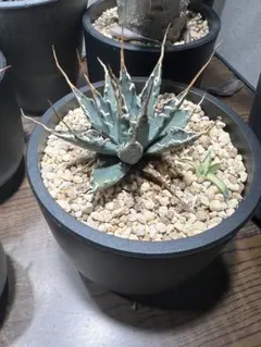 2025年最新】エボリスピナ子株の人気アイテム - メルカリ