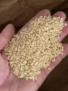 〈一等米〉農薬不使用R7年度産特別栽培米A『元気つくし』20kg 農薬不使用R7年度産特別栽培米A『元気つくし』20kg - メルカリ