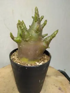 2026年最新】アデニウム ブラックスキンの人気アイテム - メルカリ