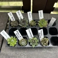 2026年最新】多肉植物 センペルビウム セットの人気アイテム - メルカリ
