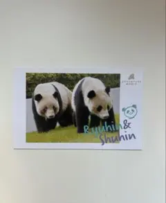 隆浜&秋浜☆ミニカード☆アドベンチャーワールド☆パンダ
