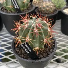 純黄刺 金冠竜 実生 鉢植えメルカリ便送料込み 純黄刺 金冠竜 実生 鉢植えメルカリ便送料込み